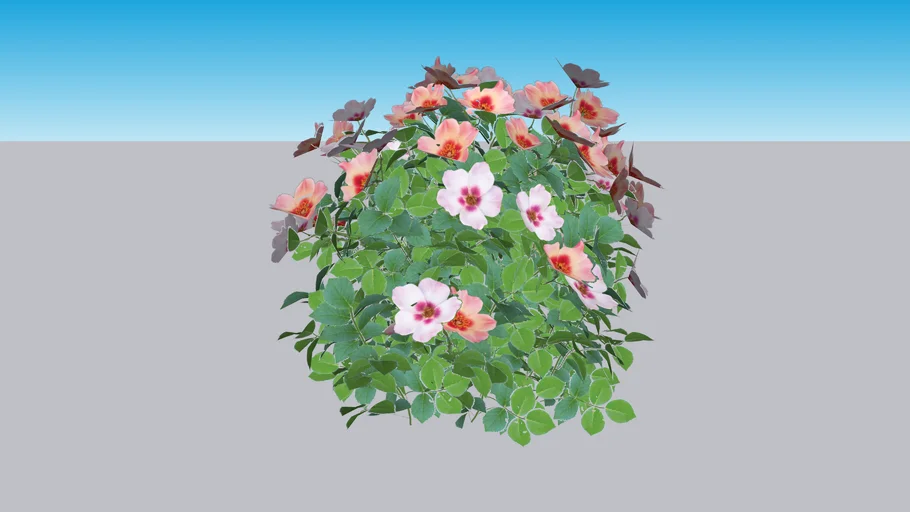 Ringo All-Star™ Landscape Rose - Rosa