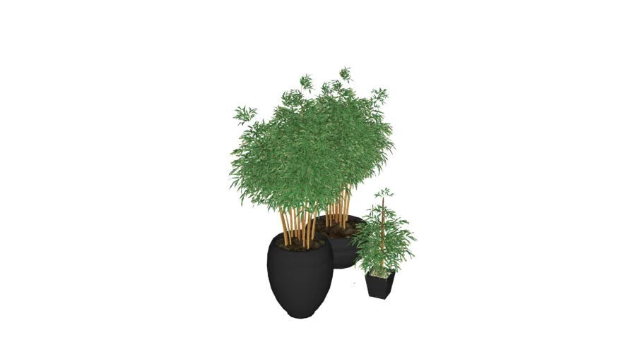 Plantas e Bamboo