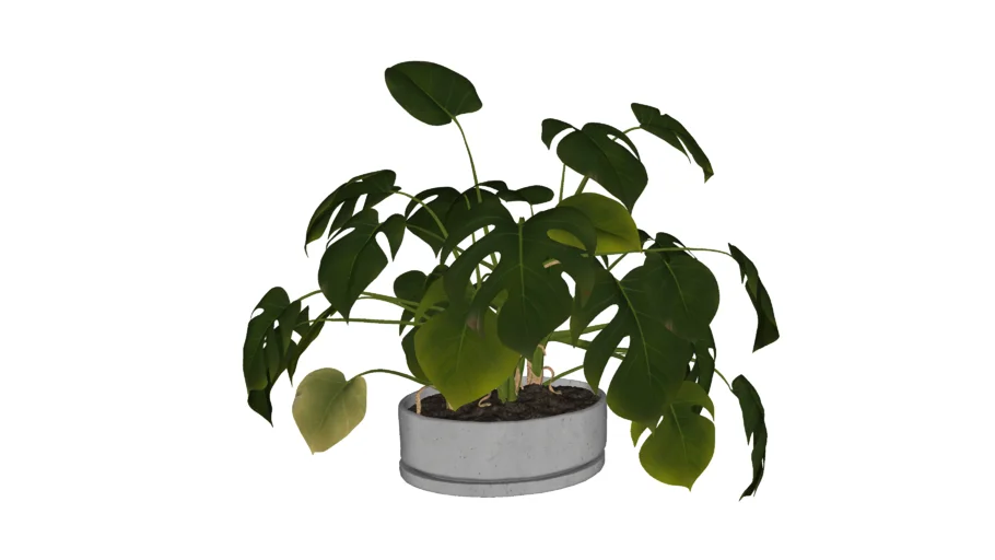 planta