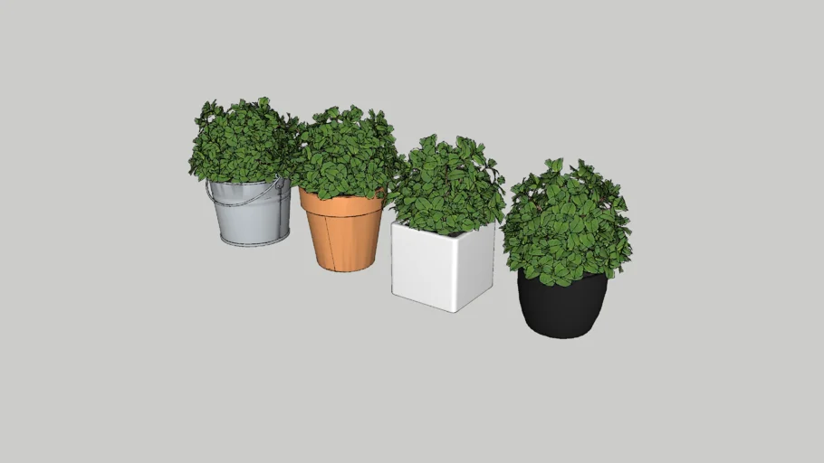 4 House Plant