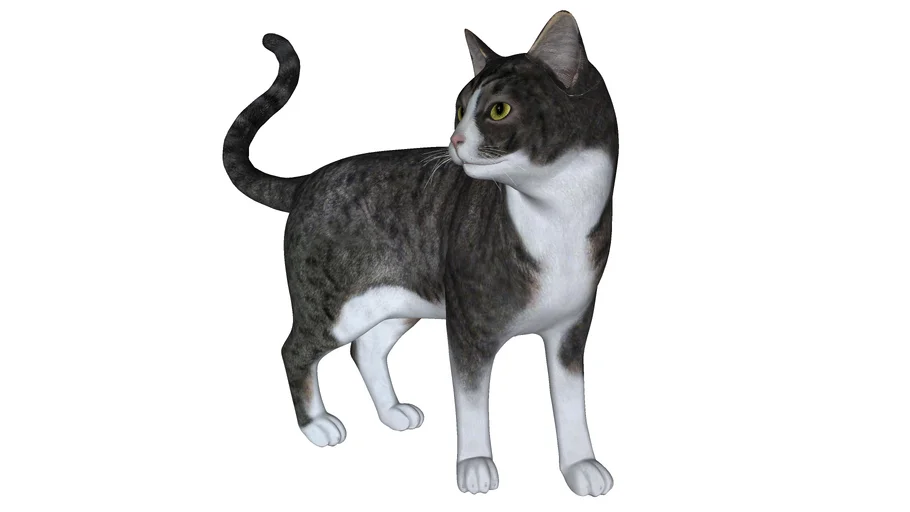 Gato