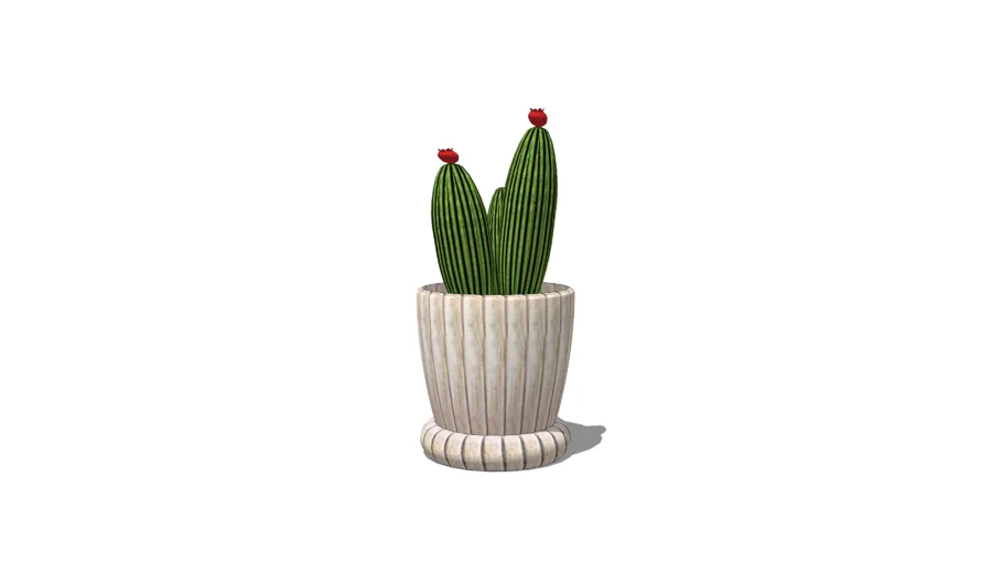 Cactus