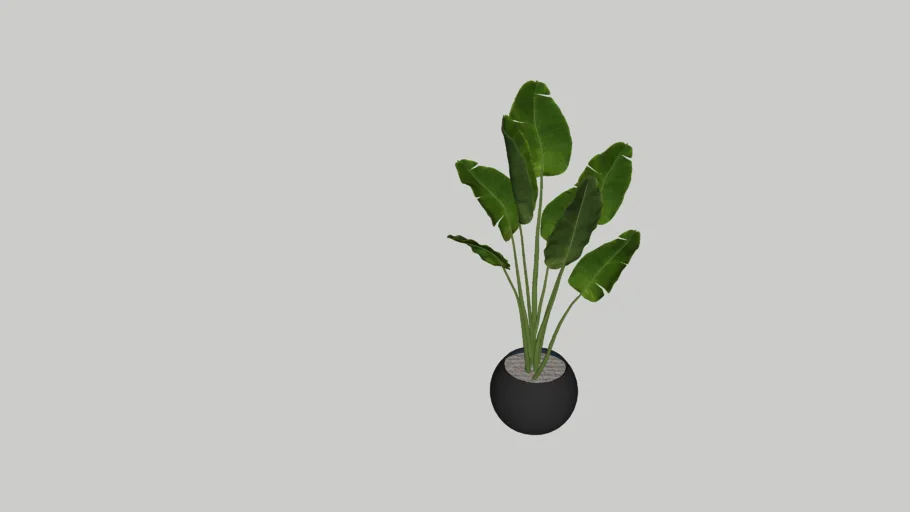 potted plant