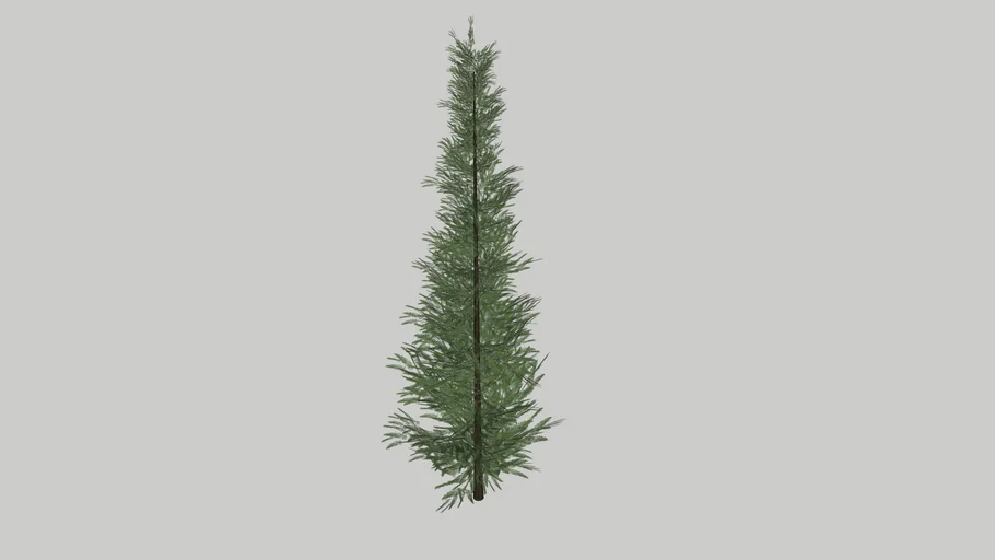 SPRUCE_CEMARA 2