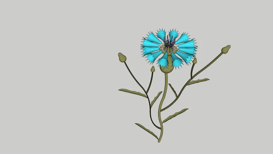 3 D Centaurea cyanus | 3D Warehouse