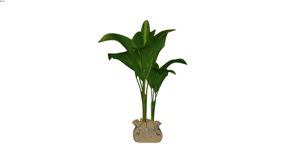 Pot Plant