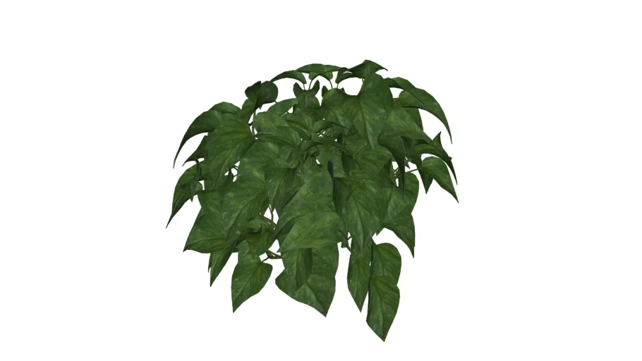 Paisagismo_Jibóia_Epipremnum aureum