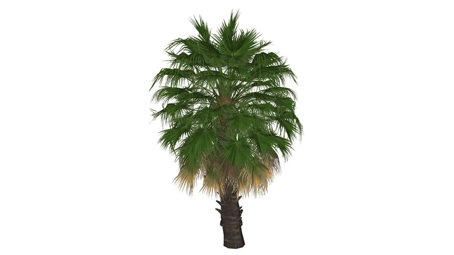 Tree 12