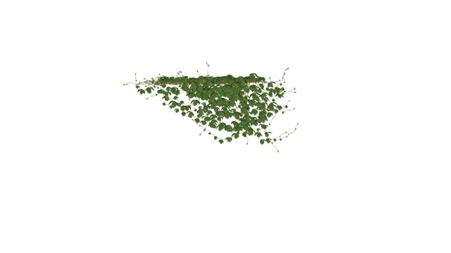 ivy
