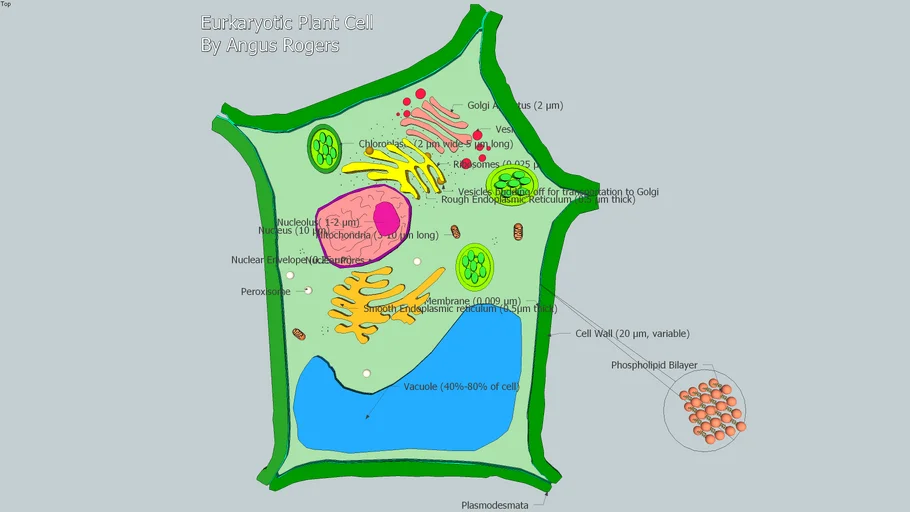 Plant Cell | 3D Warehouse