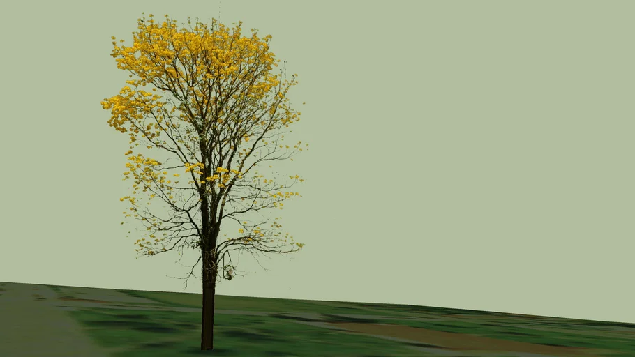 Corteza Amarilla (Tabebuia ochracea)