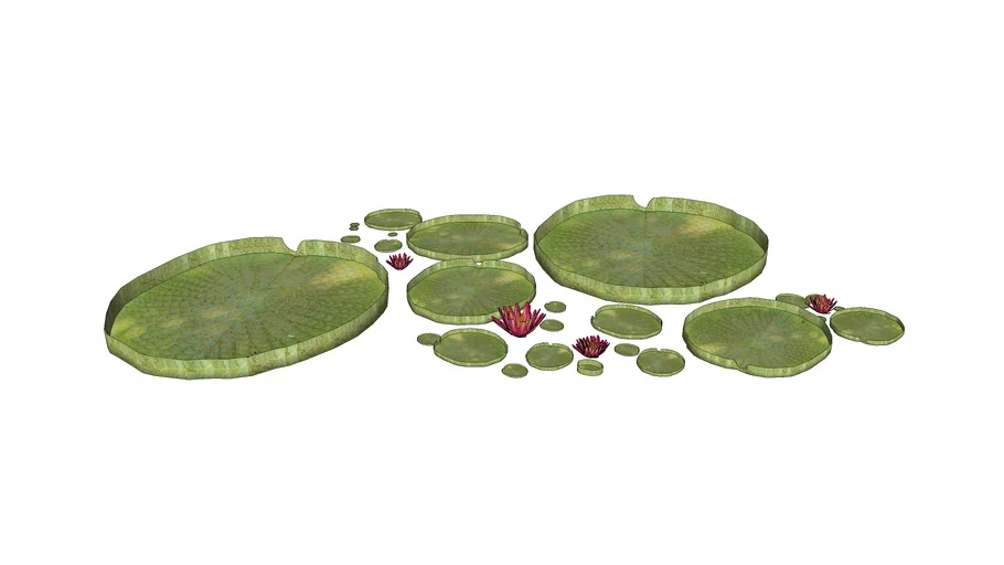 Vitória-régia e Flor-de-lótus