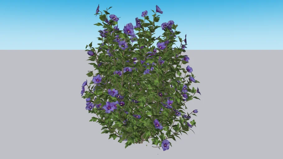 Hibiscus blue