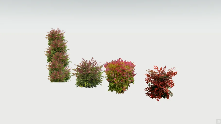 Nandina Shrubs