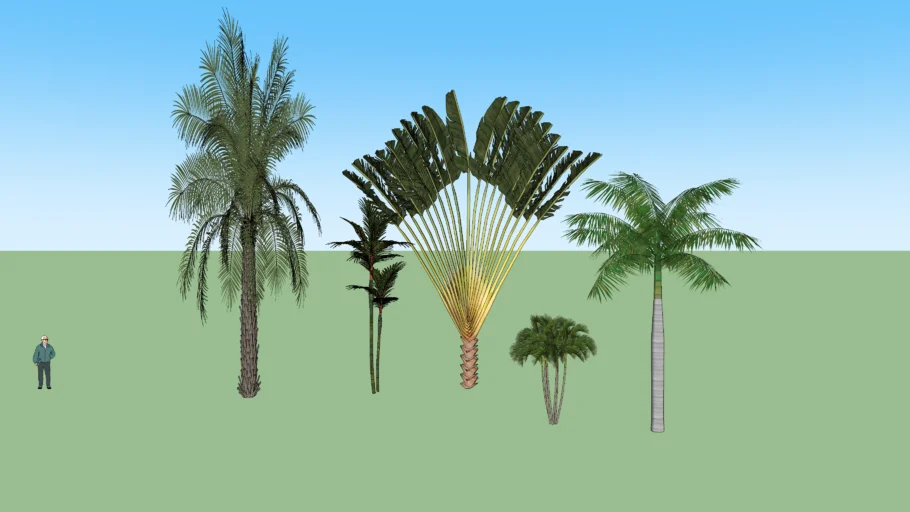 Palmeras varias