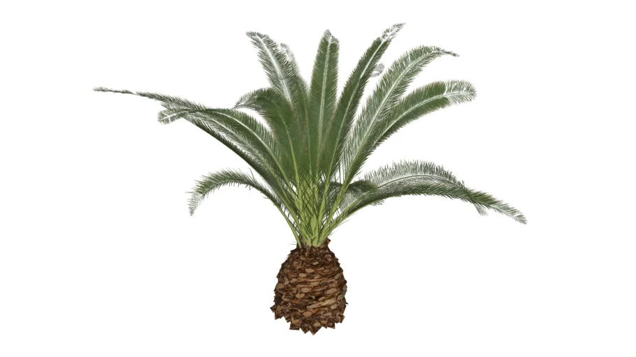 Palmeira_das-canárias (Phoenix canariensis)_Paisagismo