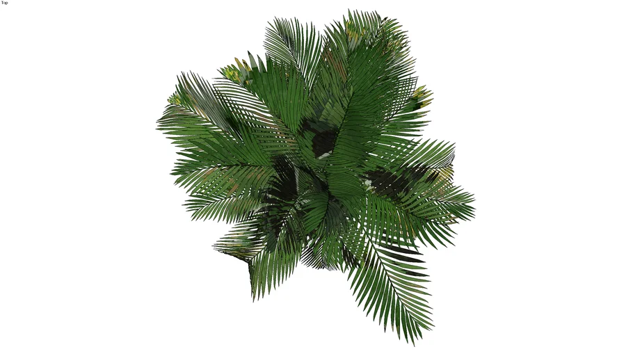 palmera de interior
