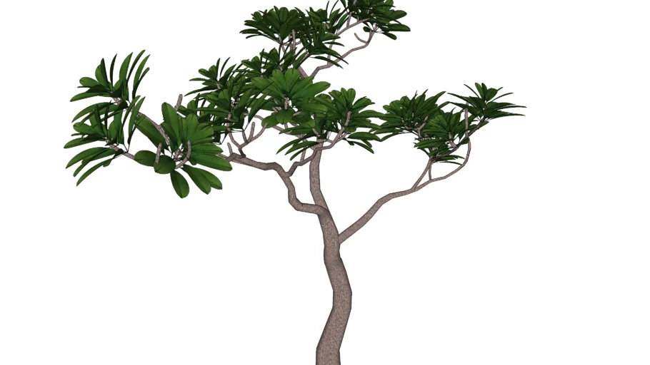 Đại - Plumeria rubra
