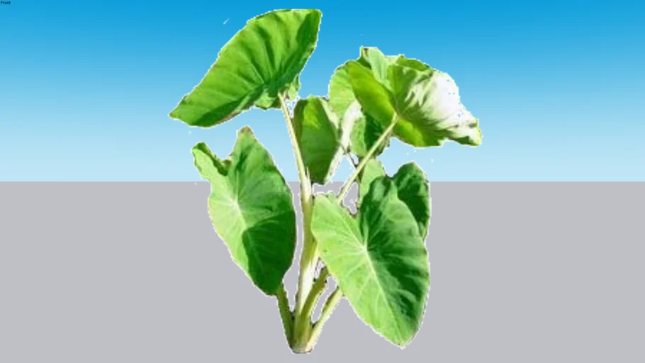 Taioba