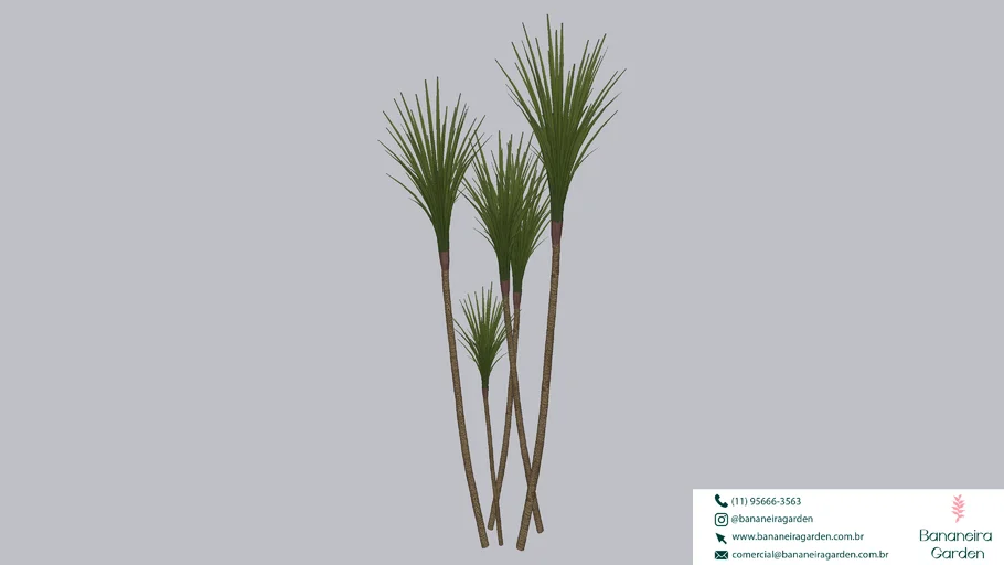 PLANTA ARVORE DRACENA MARGINATA