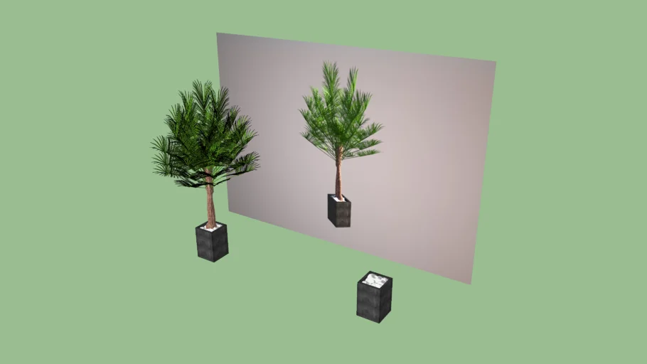 Pohon Palm Kecil