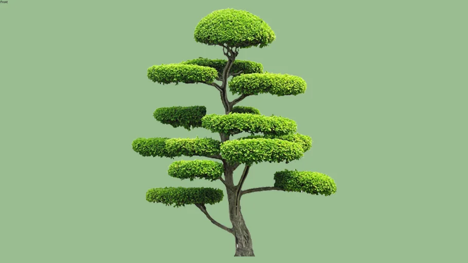 Thai bonsai 2D | 3D Warehouse