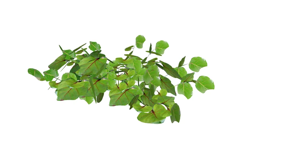 Sea Grape, Uva Playera, Coccoloba uvifera