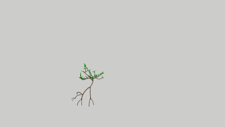 Red Mangrove Tree