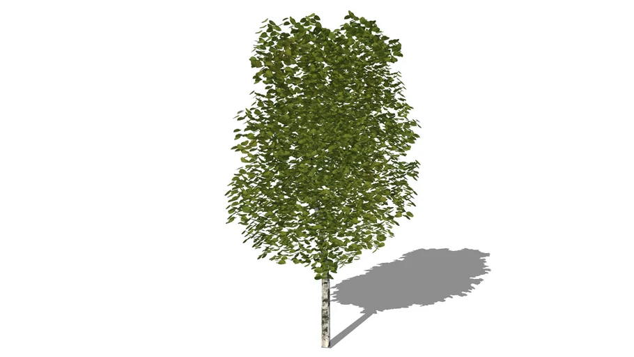 Albero