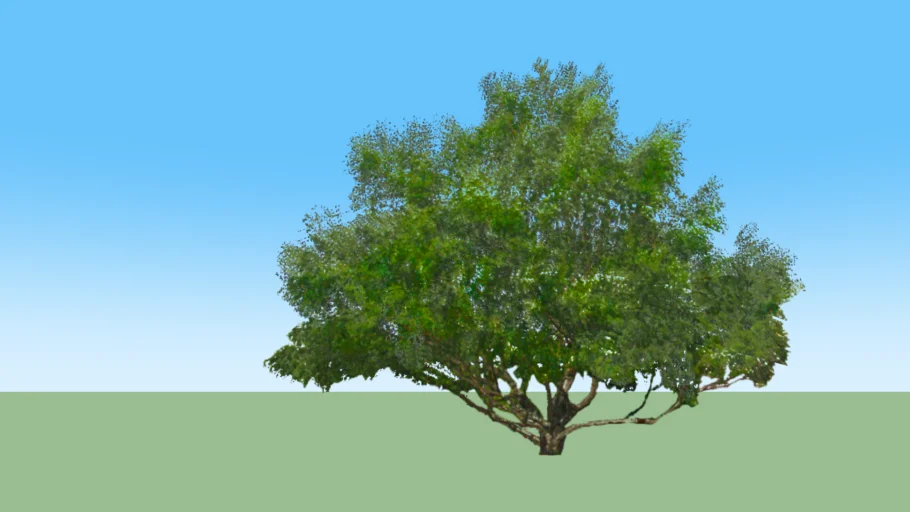Old tree