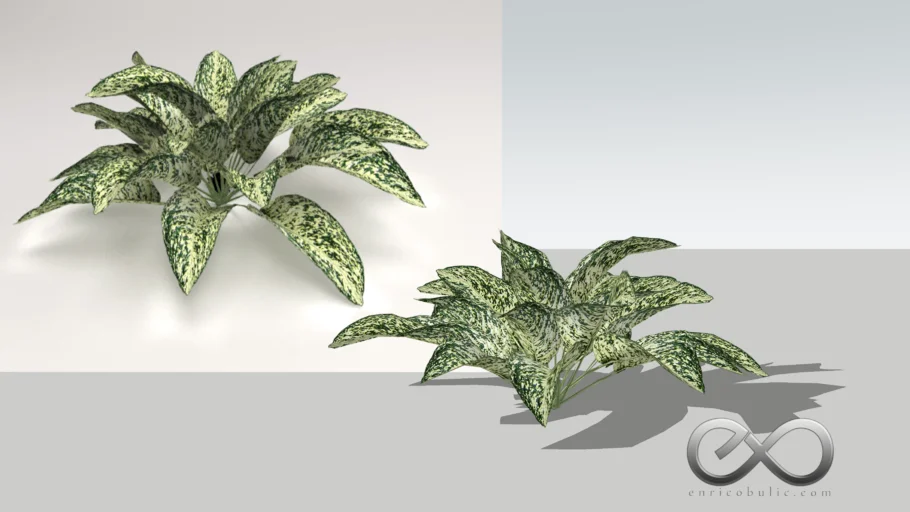 Aglaonema