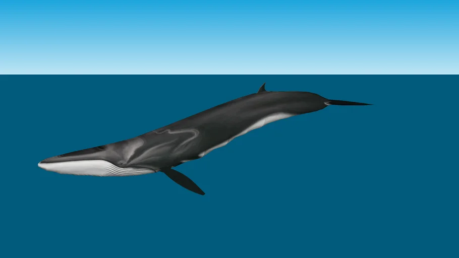 fin whale Balaenoptera physalus