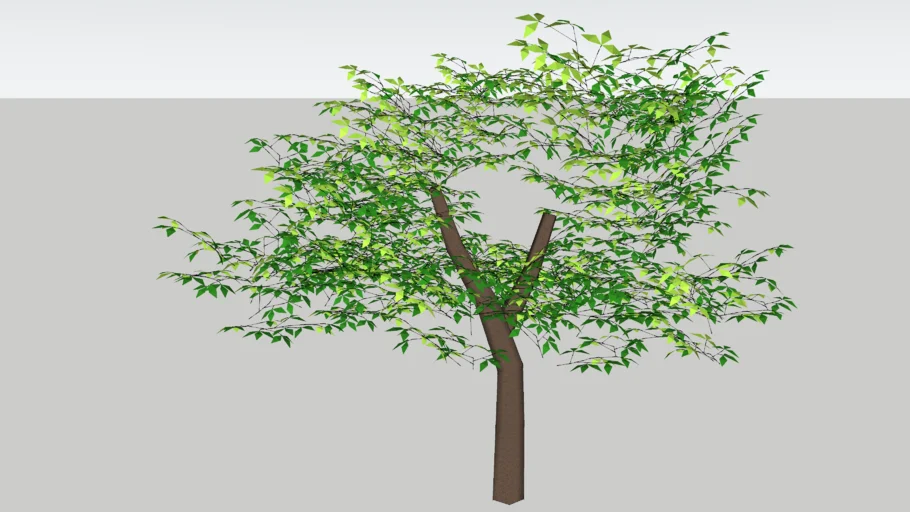 tree