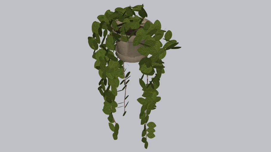Hanging plant