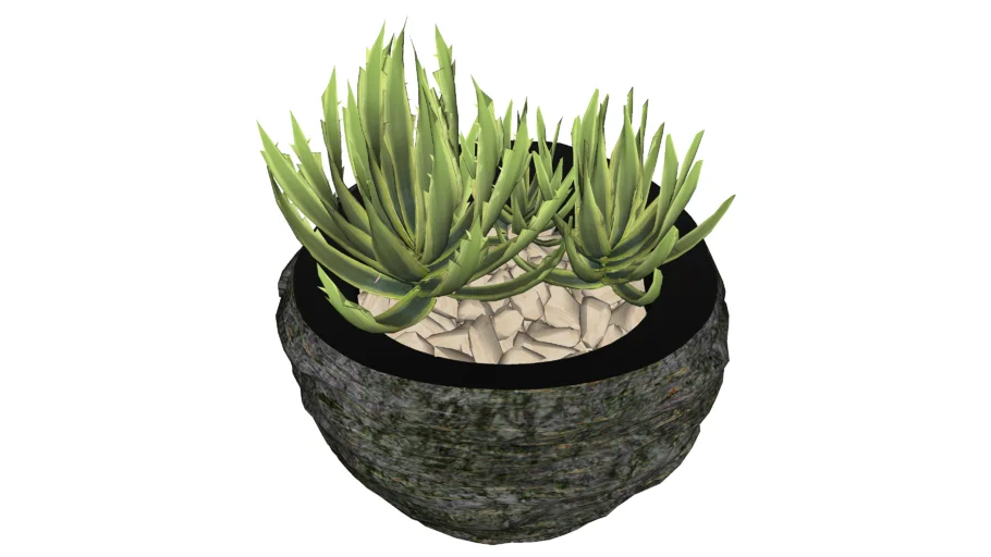 Plant 31
