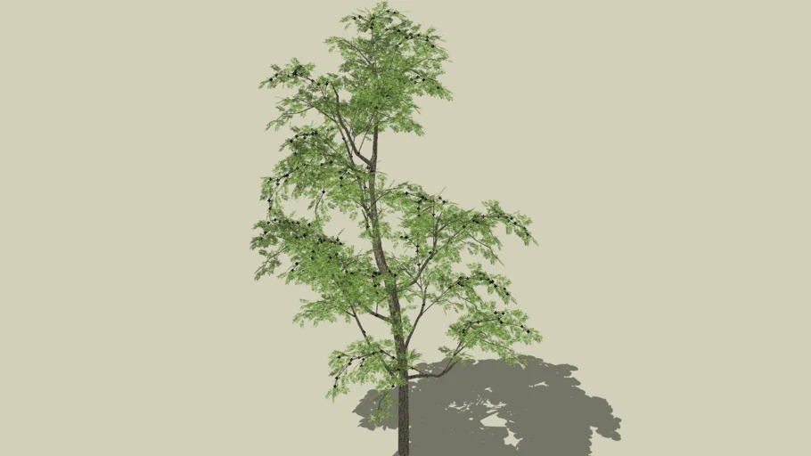 arbol
