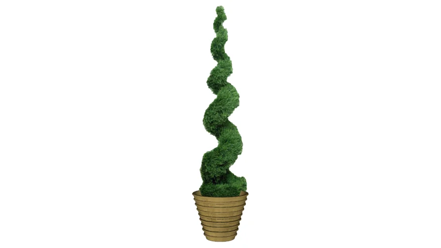 Spiral Topiary in a planter by International Treescapes, LLC