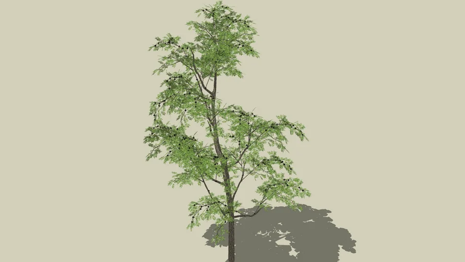 arbol