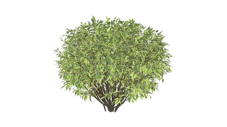 3D Landscape Plant- Cornus alba 'Elegantissima' Variegated Red twig Dogwood Bush