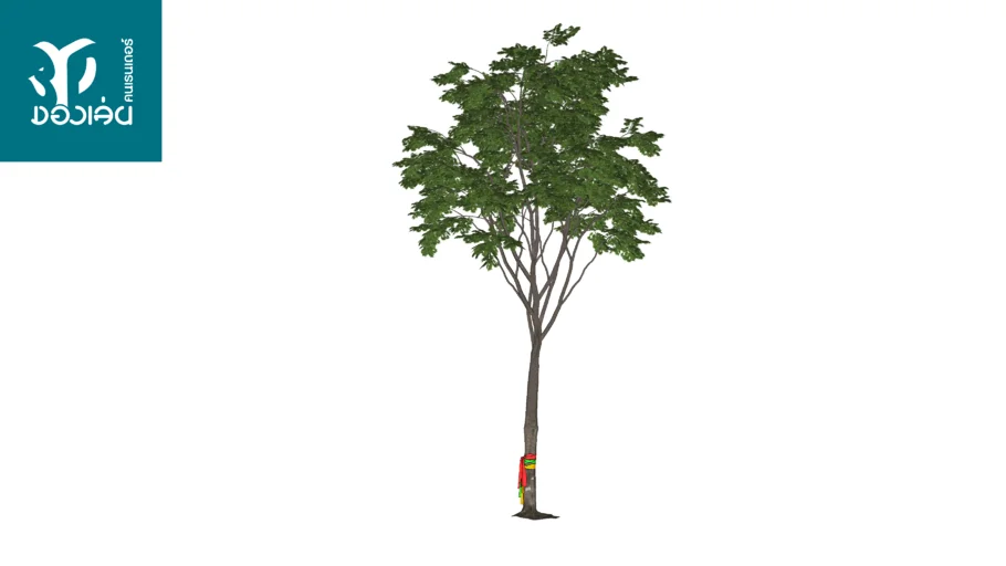 Sacred tree ต้นไม้ หวย