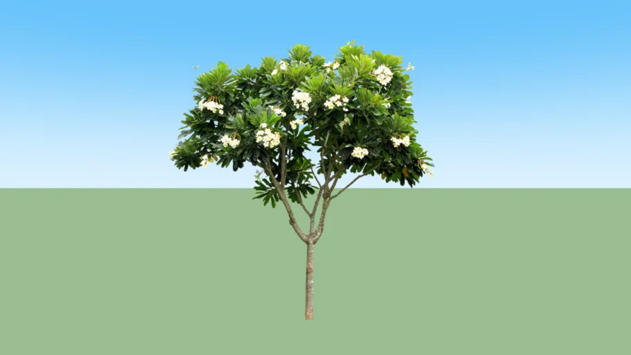Plumeria