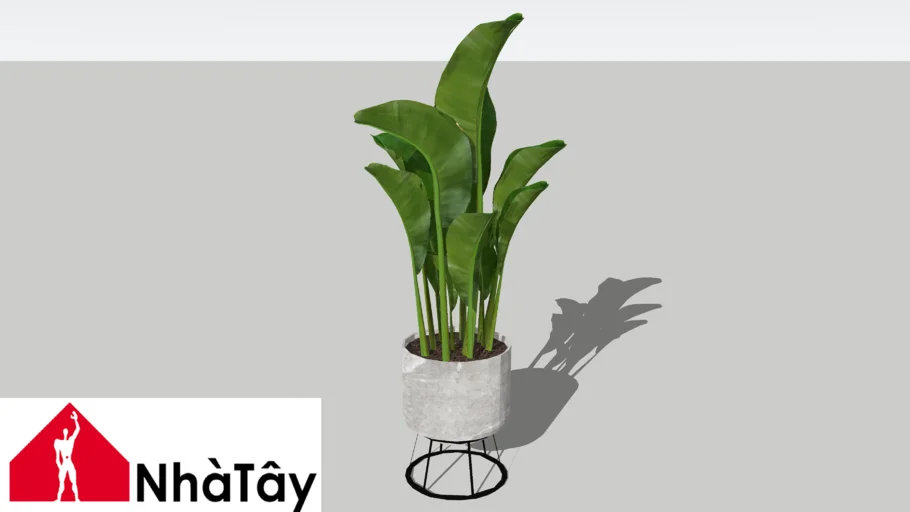 cây cảnh