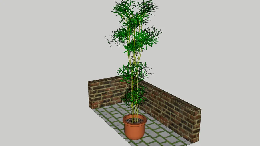 Plant