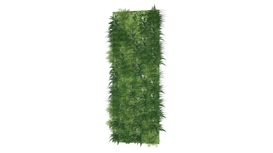 WALL GRASS