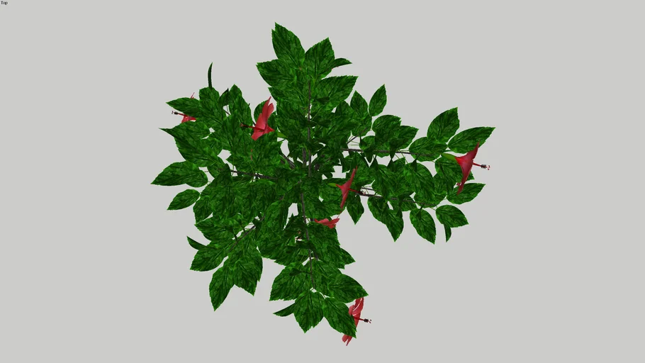 Hibiscus