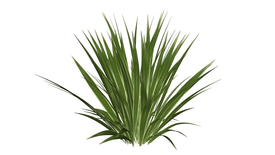 Phormium Tenax Variegatum Frmio Variegata - Model - 3D Warehouse