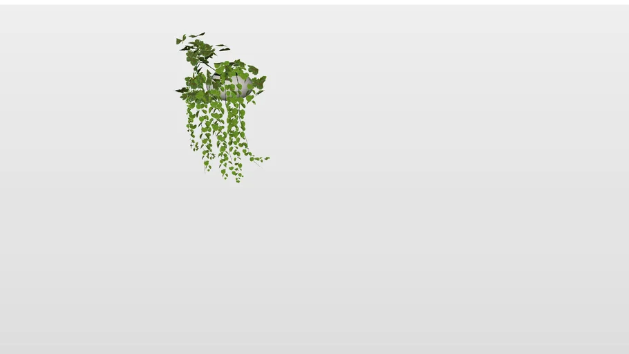 Plant Decor 04| Planta Agatatoare