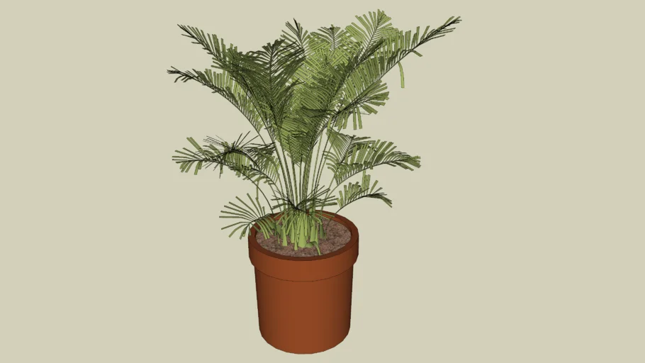 Palma Areca en Matera