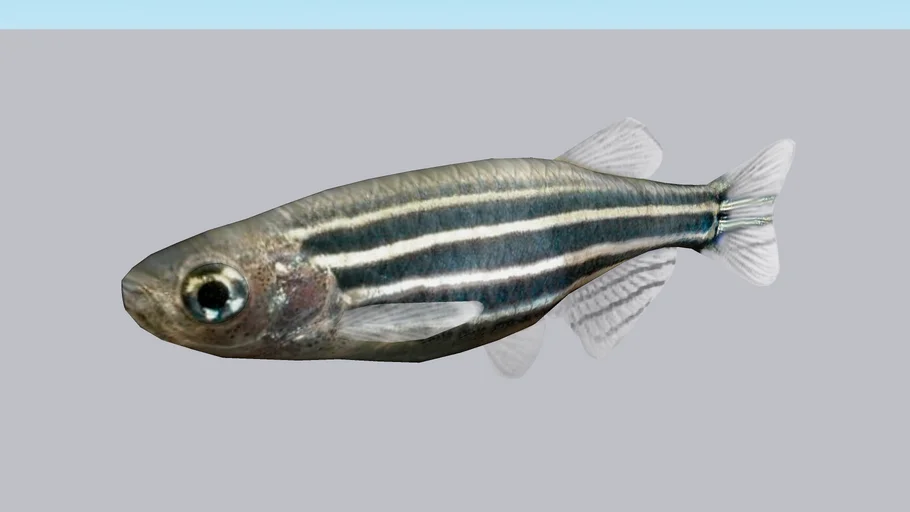 Danio Cebra (Danio rerio)
