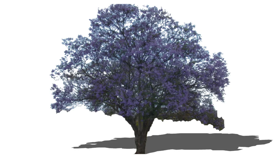 Jacaranda mimosifolia